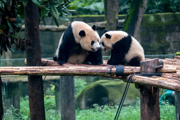 Sichuan Giant Panda Sanctuaries China