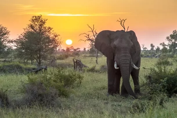 Addo Elephant Park