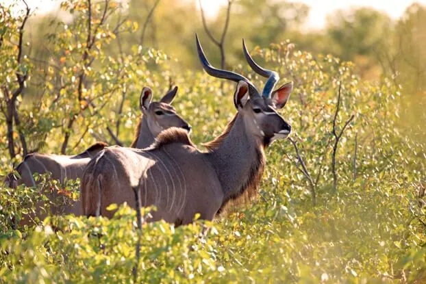 Dry Season of South Africa
