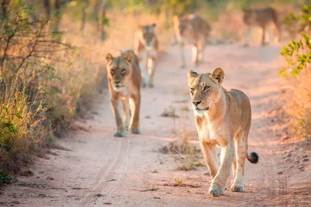 Wild Life and Adventure