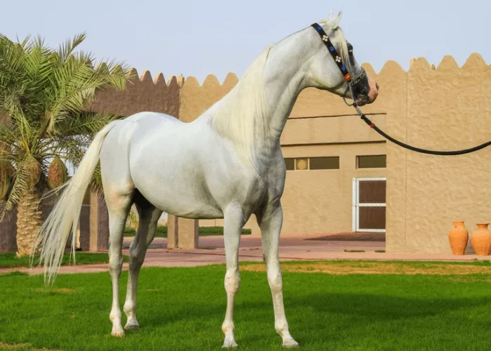 Arabian horse for sale